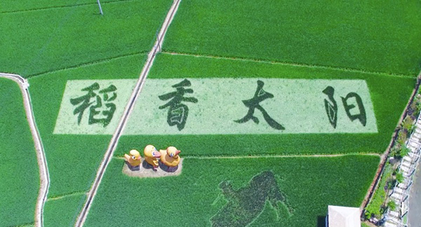 浙江臨安高標準農田